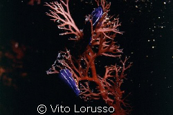 Nudibrancs - Hypselodoris orsinii by Vito Lorusso 